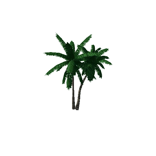 coconut palm2